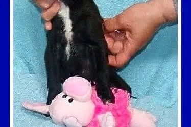 Osiem szczeniaków do adopcji,pieski,suczki,małe,śr