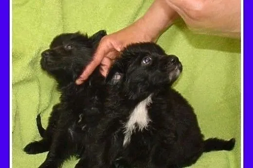 Osiem szczeniaków do adopcji,pieski,suczki,małe,śr