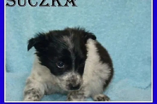 Osiem szczeniaków do adopcji,pieski,suczki,małe,śr