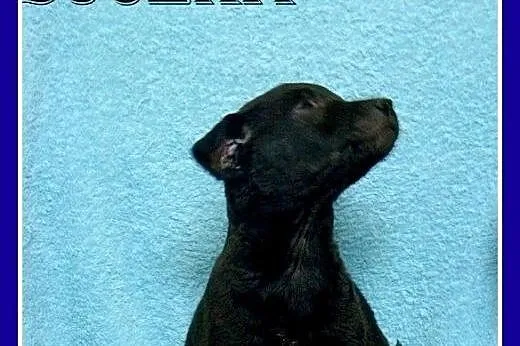 Osiem szczeniaków do adopcji,pieski,suczki,małe,śr
