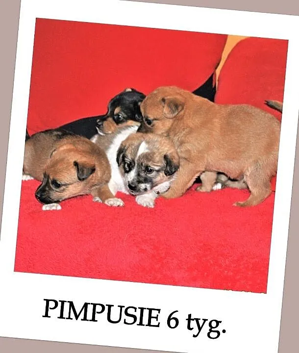 PIMPUSIE,2 suczki,6 piesków,6 tyg szczeniaczki,docelowo średnie.Adopcja., Śląskie, Katowice