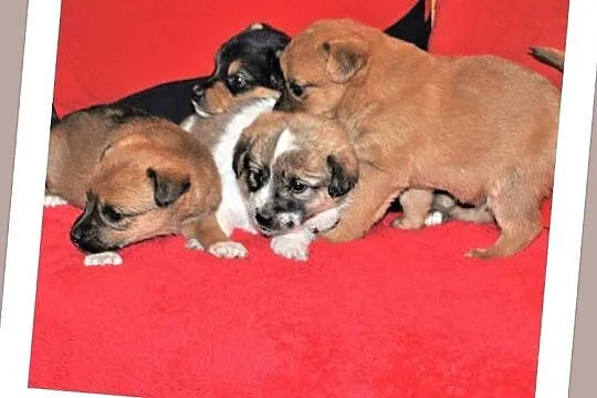 PIMPUSIE,2 suczki,6 piesków,6 tyg szczeniaczki,docelowo średnie.Adopcja., Śląskie, Katowice