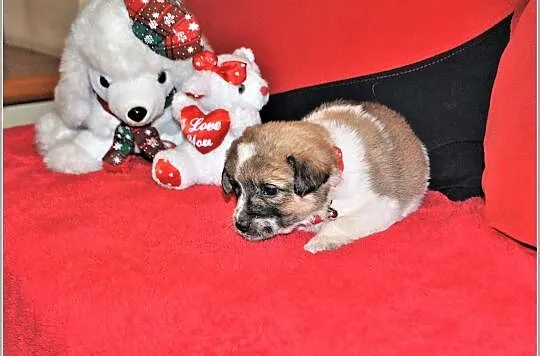 PIMPUSIE,2 suczki,6 piesków,6 tyg szczeniaczki,docelowo średnie.Adopcja., Śląskie, Katowice