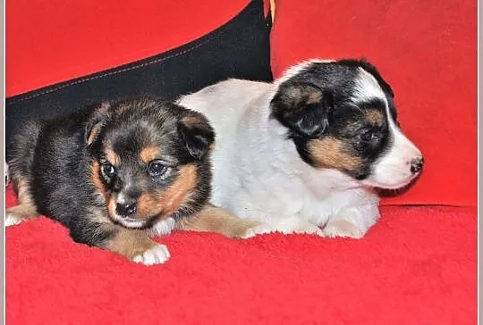 PIMPUSIE,2 suczki,6 piesków,6 tyg szczeniaczki,docelowo średnie.Adopcja., Śląskie, Katowice