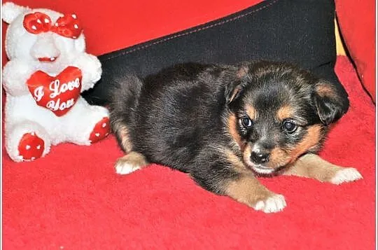 PIMPUSIE,2 suczki,6 piesków,6 tyg szczeniaczki,docelowo średnie.Adopcja., Śląskie, Katowice