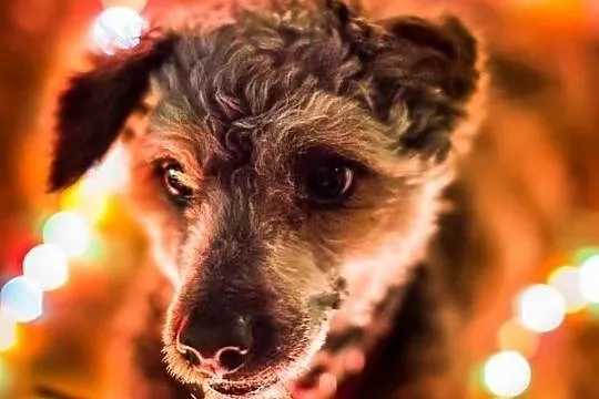 Dexter pilnie szuka nowego domu !