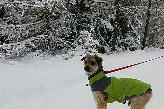 Dexter pilnie szuka nowego domu !