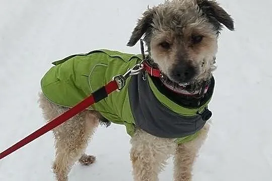 Dexter pilnie szuka nowego domu !