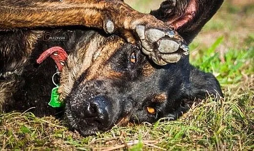 Kochana suczka w typie dobermana czeka na dom w do