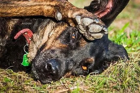 Kochana suczka w typie dobermana czeka na dom w do