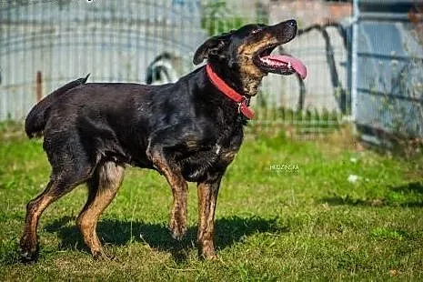 Kochana suczka w typie dobermana czeka na dom w do