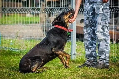 Kochana suczka w typie dobermana czeka na dom w do