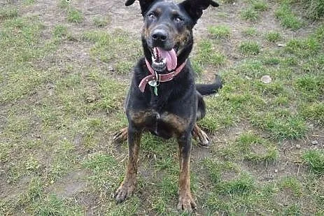 Kochana suczka w typie dobermana czeka na dom w do