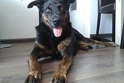 Kochana suczka w typie dobermana czeka na dom w do