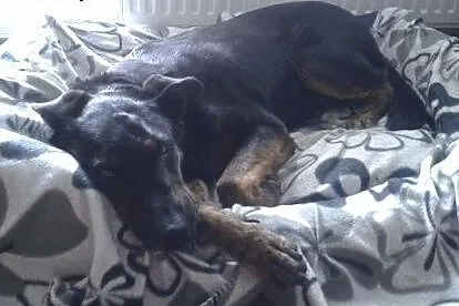 Kochana suczka w typie dobermana czeka na dom w do