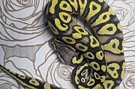 Wąż pyton królewski, python regius samica