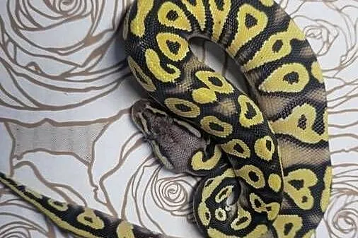 Wąż pyton królewski, python regius samica
