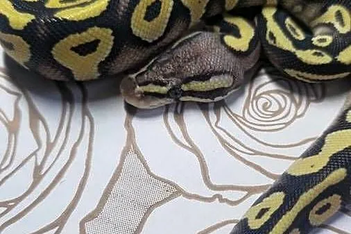 Wąż pyton królewski, python regius samica, Dolnośląskie, Wrocław
