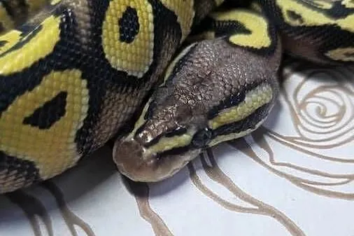 Wąż pyton królewski, python regius samica, Dolnośląskie, Wrocław