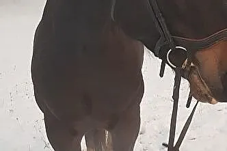 Klacz Do Współdzierżawy, , 