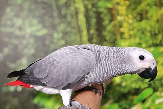 Żako Kongo ręcznie karmione, Kielcza, 