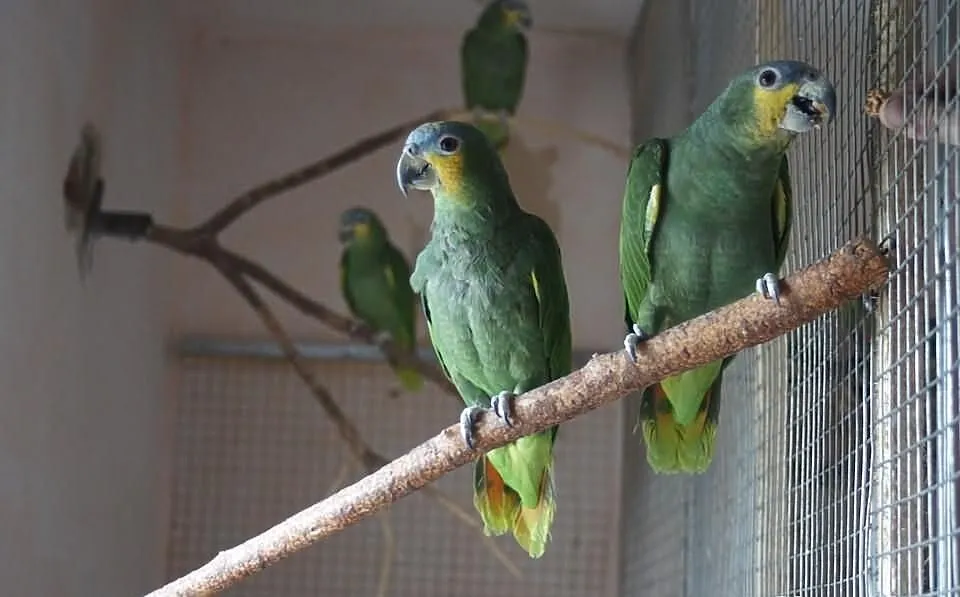 Amazona Amazonica