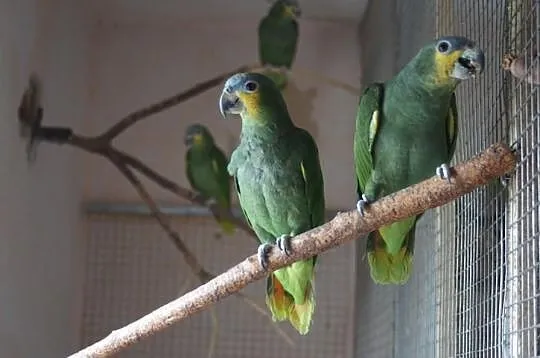 Amazona Amazonica