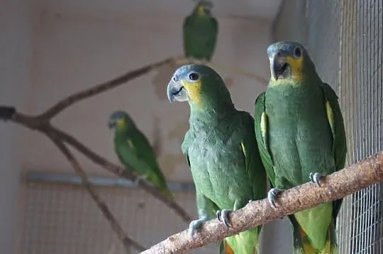 Amazona Amazonica