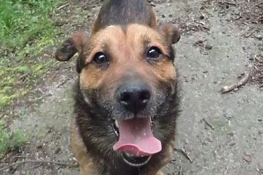 Macho szuka domu ,  mazowieckie Milanówek