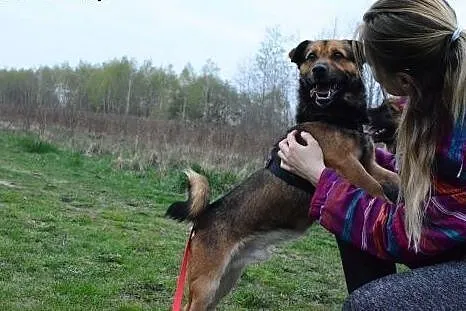 Macho szuka domu ,  mazowieckie Milanówek