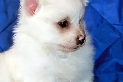 Szpic Niemiecki - Boo - h. KASKADA