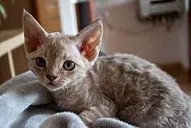 Kotka Devon Rex - Quilla - liliowa pręgowana - FIFe