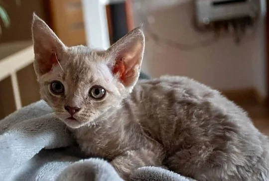 Kotka Devon Rex - Quilla - liliowa pręgowana - FIFe, Wielkopolskie, Poznań