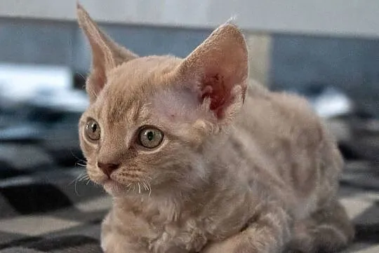 Kotka Devon Rex - Quilla - liliowa pręgowana - FIFe, Wielkopolskie, Poznań
