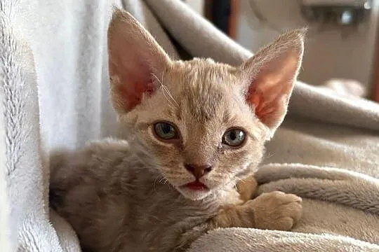 Kotka Devon Rex - Quilla - liliowa pręgowana - FIFe, Wielkopolskie, Poznań