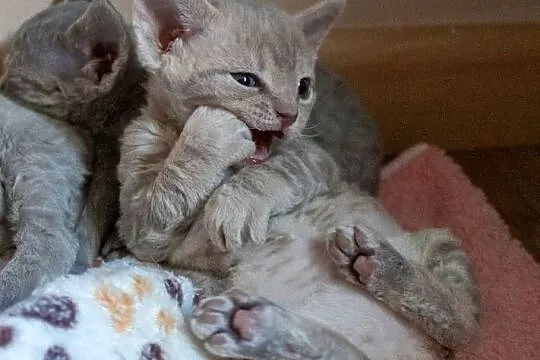 Kotka Devon Rex - Quilla - liliowa pręgowana - FIFe, Wielkopolskie, Poznań