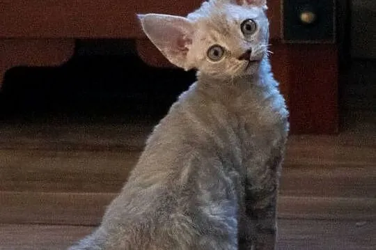 Kotka Devon Rex - Quilla - liliowa pręgowana - FIFe, Wielkopolskie, Poznań