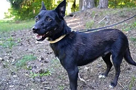 Kochany, drobniutki piesek Romeo czeka na Ciebie, 