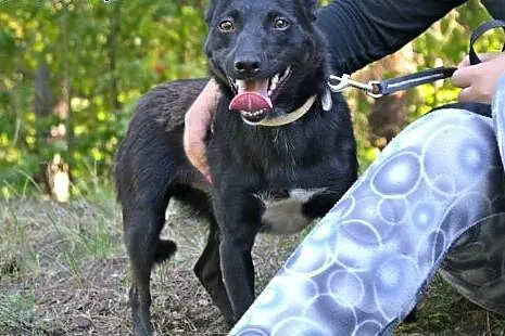 Kochany, drobniutki piesek Romeo czeka na Ciebie, 