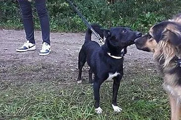 Kochany, drobniutki piesek Romeo czeka na Ciebie, 