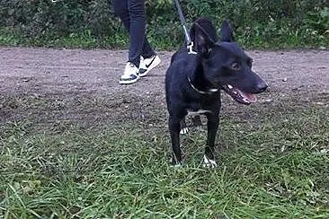 Kochany, drobniutki piesek Romeo czeka na Ciebie, 