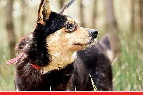 RASTI,mały,grzeczny,spokojny,łagodny piesek,podaje