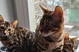 Kocurek Bengalski