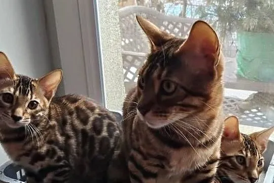 Kocurek Bengalski