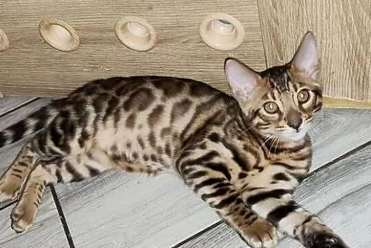 Kocurek Bengalski, Kujawsko-pomorskie, Biechówko