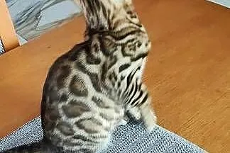 Kocurek Bengalski, Kujawsko-pomorskie, Biechówko
