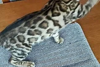 Kocurek Bengalski, Kujawsko-pomorskie, Biechówko