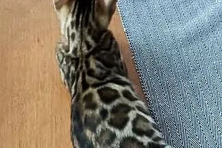 Kocurek Bengalski, Kujawsko-pomorskie, Biechówko