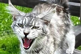 Maine coon kotka hodowlana
