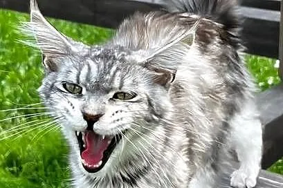 Maine coon kotka hodowlana